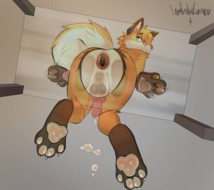 against_surface anthro anus ass ass_on_glass bodily_fluids canid canine cum fox foxpudding gaping gaping_anus genital_fluids genitals glass knot knotted_penis low-angle_view male mammal on_glass penis puffy solo tail