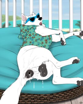 absurd_res anus ass backsack balls ballsack blake_(consensualcanine) bodily_fluids canid canine canis claws consensualcanine cum cum_from_ass cum_in_ass cum_inside domestic_dog eyewear feral fur gape gaping gaping_anus genital_fluids genitals german_shepherd herding_dog hi_res male mammal pastoral_dog pawpads paws quadruped solo sunglasses tail white_body white_fur zoophile_pride_colors