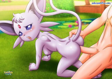 1boy 1girls anthro ass balls bbmbbf blush breasts doggy_style espeon female furry human male male/female nintendo nipples nude open_mouth palcomix penetration penis pokemon pokemon_(species) pokephilia pokepornlive pokémon_(species) sex tongue
