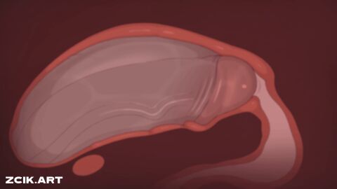 anal anal_penetration anal_sex animated ass cum cum_in_ass cum_inside cumflation furry_only gay gay_anal gay_sex loop looping_animation male male_only prostate prostate_stimulation x-ray_view yaoi zcik