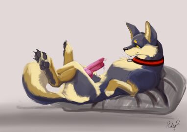 2025 absurd_res animal_genitalia animal_penis blue_body blue_fur bodily_fluids brown_body brown_fur canid canine canine_genitalia canine_penis canis collar collar_only domestic_dog erection feral fur genital_fluids genitals hi_res leaking leaking_penis leaking_precum lupex_(character) male mammal nude pawpads paws penis precum rdy shiba_inu spitz tan_body tan_fur yellow_eyes zgf_art