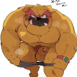 anthro anthro_male anthro_only balls bara biceps big_penis blush bodily_fluids bracelet bulldog canid canine canis clothed clothing cum cum_drip cum_in_clothing cum_in_underwear cum_on_penis deltoids domestic_dog dribble_(warioware) dripping erection eyebrows flustered flustered_male fur furry furry_male furry_only genital_fluids genitals grey_clothing grey_underwear humanoid_genitalia humanoid_penis hyaku_(artist) jewelry leaking_cum licking licking_lips male mammal mastiff molosser muscular muscular_anthro muscular_male nintendo orange_fur orange_penis partially_clothed pecs penis pubes red_eyebrows red_pubes sharp_teeth snout solo speech_bubble steam sweat teeth text thick_eyebrows thick_thighs tongue tongue_out trapezius twitter_link underwear underwear_down underwear_only undressing wario_(series) warioware wet wet_clothing wet_underwear yaoi