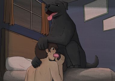 absurd_res animal_genitalia animal_penis balls bedroom bird_dog black_body black_fur breath canid canine canis domestic_dog duo feral fur gay genitals hand_on_head hand_on_sheath hi_res human human_on_feral hunting_dog interspecies labrador male male/male mammal nathan0112 nude oral panting penis pink_tongue retriever sheath tongue tongue_out zoophilia