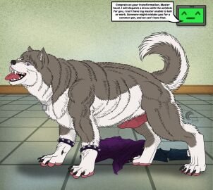 4_toes 5_fingers after_transformation alaskan_malamute animal_genitalia animal_penis artificial_intelligence artist_logo balls big_muscles black_lips black_nose breath canid canine canine_genitalia canine_penis canis cheek_tuft claws clothing crazy-husky destroyed_clothing dewclaw dialogue digitigrade discarded_clothing dog_tags domestic_dog duo english_text erection facial_tuft faust_(crazy-husky) feet feral finger_claws fingers fluffy fluffy_tail fur genitals grey_body grey_fur head_tuft inside lips loboleo logo male mammal muscles muscular muscular_feral muscular_male nordic_sled_dog nude open_mouth panting pawpads paws penis pink_pawpads pink_penis post-transformation purple_eyes sheath smile solo_focus speech_bubble spitz standing tail teeth text toes tongue topwear transformation tuft vein veiny_penis vest were werecanid werecanine weredog white_body white_fur