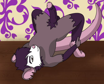 american_opossum anthro balls digital_media_(artwork) erection feet fingers fur genitals grey_body hair humanoid_genitalia humanoid_penis looking_at_viewer lying male mammal marsupial nude on_back penis pose purple_hair simple_background solo tail toes virginia_opossum wreck_(wreckandscrap) wreckandscrap