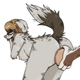 1:1 ahe_gao anal anal_plug anal_sex anthro ass blonde_hair border_collie breasts brown_body brown_fur buttplug buttplug_insertion canid canine canis collie domestic_dog duo eldridge_moran female female_penetrated fur hair herding_dog hi_res looking_pleasured male male/female mammal marta_moran nipples nude pastoral_dog penetration plug_(sex_toy) plug_insertion sex_toy sex_toy_insertion sheepdog simple_background standing tail tongue unknown_artist white_body white_fur