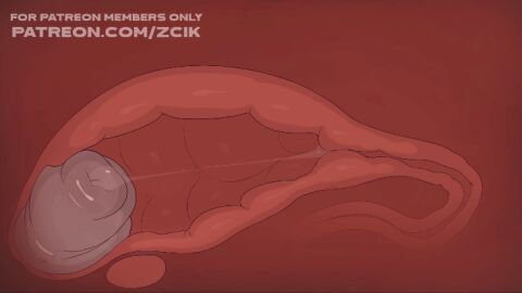 animated cock furry gay male male/male penis x-ray x-ray_view x-ray_vision zcik