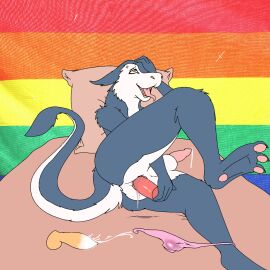 anal anal_masturbation animated anthro aricks137 ass balls bed bodily_fluids clothing erection furniture furry genital_fluids genitals grey_body hi_res lgbt_pride long_tail male male_only masturbation on_bed open_mouth penis pillow pink_penis precum rainbow_pride_colors sergal sex_toy solo tail testicles tongue tongue_out underwear white_body yellow_eyes yellow_penis