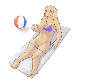 anthro ball_(object) beach_ball beach_towel bfkitsu1550 bikini bikini_bottom_down bird_dog breasts canid canine canis clothed clothing cocker_spaniel domestic_dog female floppy_ears fur genitals hi_res hunting_dog inflatable lying mammal on_back one_breast_out pussy reclining simple_background skimpy solo spaniel swimwear towel two-piece_swimsuit unnamed_spaniel_(bfkitsu1550) white_background yellow_body yellow_fur
