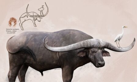 ambiguous_gender animal_genitalia avian beak biped bird buffalo cave_painting duo extinct feral fine_art genitals hi_res history horn julio_lacerda male public_domain quadruped scientific_name sheath size_difference tail tail_tuft tuft