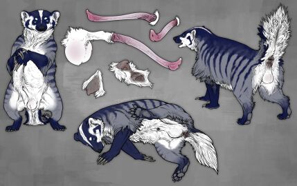 2024 absurd_res american_badger animal_genitalia anus badger balls erection feral genitals hi_res male mammal mirrdae model_sheet mustelid musteline penis sheath solo technesaurus vulva