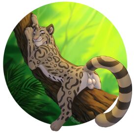 2023 anatomically_correct anatomically_correct_genitalia animal_genitalia anus ass balls bedroom_eyes claws clouded_leopard digital_drawing_(artwork) digital_media_(artwork) felid feline_sheath feral fully_sheathed fur genitals in_tree jan_(shape-shifter) looking_at_viewer looking_back looking_back_at_viewer lying male male_only mammal markings narrowed_eyes nature neofelis on_front outside pantherine paws plant presenting presenting_hindquarters quadruped raised_tail rear_view roughlady seductive sheath signature smile smiling_at_viewer solo spots spotted_body spotted_fur tail tail_anus tan_body tan_fur tree whiskers