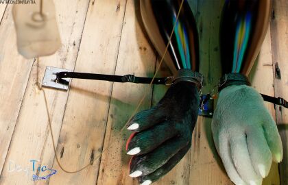 3d animal_genitalia animal_penis anthro autofellatio balls bodily_fluids bondage c4d canine_genitalia canine_penis cinema_4d_(artwork) cum daytia digital_media_(artwork) erection fur genital_fluids genitals hair hi_res knot knotted_penis male masturbation nude nurse_nozzle oral oral_masturbation penile penile_masturbation penis pose posed rexouium self_bdsm sex solo text url vrchat white_body white_fur