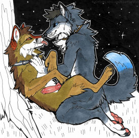 anal anal_sex animal_genitalia animal_penis anthro black_claws black_nose black_pawpads blue_eyes blue_tail_tip brown_body brown_fur canid canine canine_genitalia canine_penis canis claws collar coyote dipstick_tail duo feral fox fur genitals grey_body grey_fur grey_tail heatherwolf hi_res hybrid knot male male/male mammal markings pawpads penetration penis pink_pawpads red_eyes tail tail_markings tongue tongue_out whiskers wolf