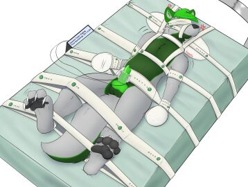 2023 absurd_res anthro blindfold bondage bound canid canine clothing digital_media_(artwork) erection fauxil_fox_(character) fox fur genitals green_body green_fur grey_body grey_fur hair handwear hi_res machine male mammal milking_machine mittens muzzle_(object) muzzled nude penile penis penis_milking restraints scottydoesstuff segufix solo straps struggling submissive tail text timer