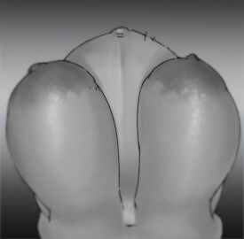 1girls 2025 2d 2d_(artwork) 2d_artwork areola areolae belly_button big_areola big_areolae big_belly big_breasts black_and_white breasts coffeeslice female female_only female_pov hanging_breasts huge_breasts large_breasts looking_down monochrome naked naked_female navel nipples nude nude_female original popped_navel pov pov_female pregnant pregnant_female puffy_areola ready_to_fuck round_belly sagging_breasts saggy_breasts sketch solo solo_female stomach voluptuous voluptuous_female