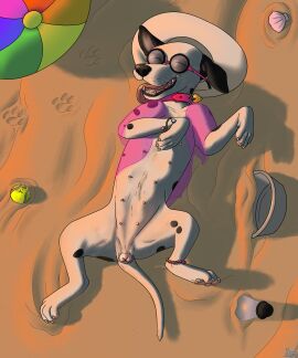 absurd_res animal_genitalia animal_pussy anklet ball_(object) beach beach_ball bird_dog bivalve bottle bracelet canid canine canine_genitalia canine_pussy canis cardigan clam clothed clothed_feral clothing collar container dalmatian domestic_dog eyewear female feral footprint genitals heart_tag hi_res hunting_dog inflatable jewelry kinaj labrador lying mammal marine mixed_breed mollusk multi_nipple nipples on_back pawprint pussy retriever solo sunglasses sunset tamara_(kinaj) tennis_ball translucent translucent_clothing