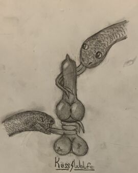 ambiguous_gender animal_genitalia animal_penis balls canid canine canine_genitalia canine_penis coiled_tongue fangs fellatio feral genitals graphite_(artwork) group hi_res kass_wolfe knot knotted_penis licking long_tongue male male/ambiguous mammal oral penile penis penis_lick pupils reptile scalie sex slit_pupils snake teeth throbbing throbbing_balls tongue tongue_out tonguejob traditional_media_(artwork) trio