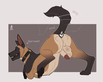 anal anal_plug anal_sex animal_genitalia anus ass ass_up balls big_balls black_claws black_pawpads brown_body brown_fur buttplug buttplug_in_ass buttplug_insertion canid canine canis claws collar domestic_dog feral feral_only feral_penetrated fur gay genitals herding_dog hi_res looking_at_viewer male male_focus male_only mammal object_in_ass pastoral_dog pawpads penetration penis plug_(sex_toy) plug_insertion sabuky sex_toy sex_toy_in_ass sex_toy_insertion sheath solo solo_male white_body white_fur