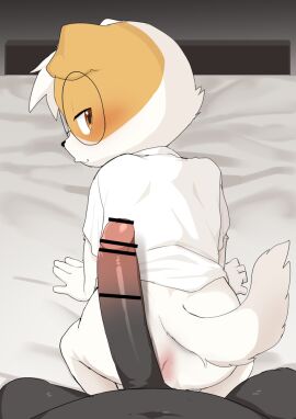 2boys :3 all_fours anthro ass bar_censor big_penis bincu_(marimo) bottomless censored cub domestic_dog eyewear furry glans glasses huge_cock humanoid_genitalia inminent_sex looking_at_viewer looking_back male male/male male_cub male_only manmosu_marimo marei_(marimo) penis pov seductive white_fur white_shirt young
