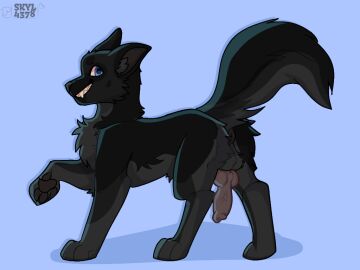 animal_genitalia animal_penis anus ass backsack balls ballsack black_body black_fur blue_eyes canid canine canine_genitalia canine_penis canis dark_anus digitigrade domestic_dog erection feral fluffy fluffy_tail fur genitals german_shepherd grin herding_dog hindpaw knot looking_at_viewer male male_feral mammal original_character pastoral_dog pawpads paws penis perineum presenting presenting_hindquarters quadruped raised_tail skyl4378 smile solo tail teeth upside_down_penis vein veiny_penis
