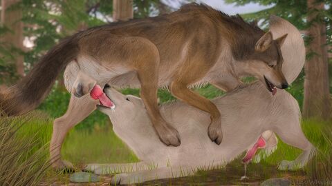 3d_(artwork) amber_eyes anal anatomically_correct animal_genitalia animal_penis balls black_nose blodrain blurred_background bodily_fluids brown_body brown_fur canid canine canine_genitalia canine_penis canis claws closed_eyes cum cum_in_mouth cum_inside cum_on_face cum_on_ground cum_on_penis detailed_background digital_media_(artwork) duo feral feral_on_feral forest fur genital_fluids genitals grass hi_res knot knotted_penis leaking_cum leaking_precum looking_pleasured male male/male mammal oral oral_penetration paws penetration penis plant precum raised_tail realistic_feral sheath sky spread_legs spreading summer tail tail_down teeth toe_claws tongue tongue_out tree white_body white_fur wolf