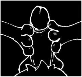 3_toes animated balls belly black_and_white crotch_tuft digital_drawing_(artwork) digital_media_(artwork) erection feet foot_fetish foot_play footjob genitals glistening humanoid_genitalia male male_focus monochrome sex toes tuft