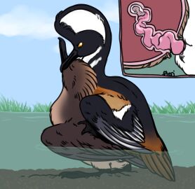 anatid animal_genitalia animal_penis anseriform avian bird duck feral feral_on_feral feral_penetrated feral_penetrating genitals hi_res hooded_merganser male penetration penis pteri_(artist) sea_duck