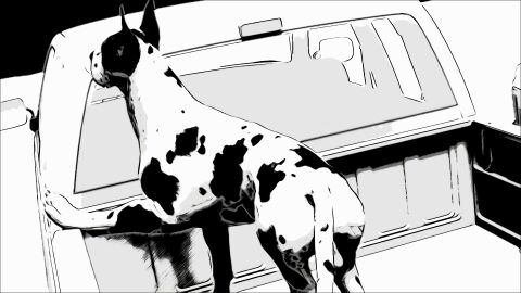 16:9 animal_genitalia animated anthro anus ass balls canid canine canine_genitalia canis digital_media_(artwork) domestic_dog feral fur genitals great_dane hi_res light_truck male mammal mastiff molosser osker pickup_truck pinup pose presenting presenting_hindquarters saggy_balls shaking_ass shaking_butt short_playtime simple_background solo tail thegoldenshepherd truck_(vehicle) vehicle widescreen zoophilia