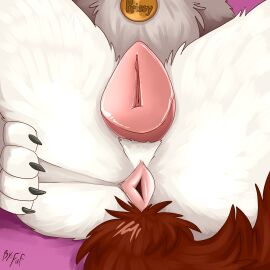 animal_genitalia animal_pussy anus ass ass_focus butt_focus canid canine canine_genitalia canine_pussy canis clitoris collar domestic_dog female feral fuf fur gaping gaping_anus genital_focus genitals hi_res lying mammal on_back prissy_(littlebolty) pussy pussy_focus solo spread_legs spreading tail white_body white_fur