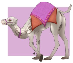 Camel Clip Porn