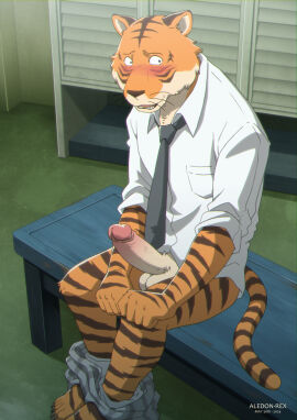 5_fingers aledonrex anthro balls beastars bench bengal_tiger bill_(beastars) blush bottomwear bottomwear_down clothed clothing digital_media_(artwork) erection feet felid fingers fur genitals hi_res humanoid_genitalia humanoid_penis locker_room male mammal necktie open_mouth pantherine pants pants_down partially_clothed penis shirt sitting stripes tail teeth tiger toes topwear